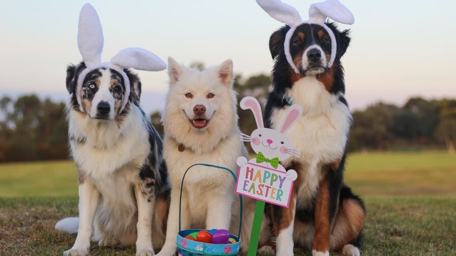 Australian Shepherd 2208371 1920