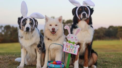 Australian Shepherd 2208371 1920