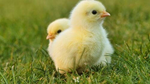 Chick 5014152 1920
