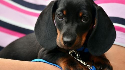 Dachshund 1519374 1920