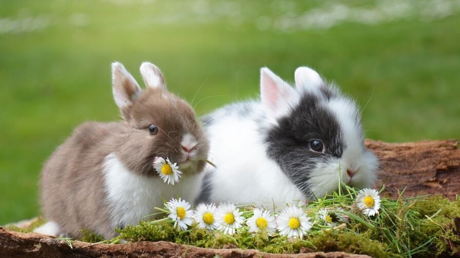 Rabbits 2174679 1920