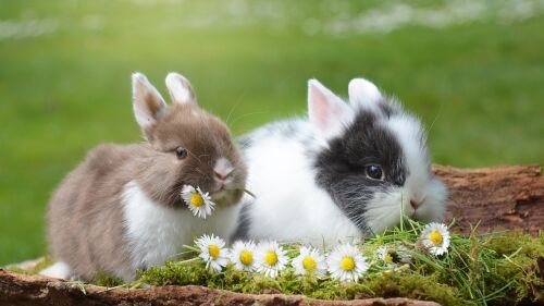 Rabbits 2174679 1920