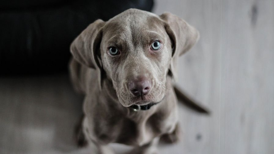 Weimaraner 1381186 1920