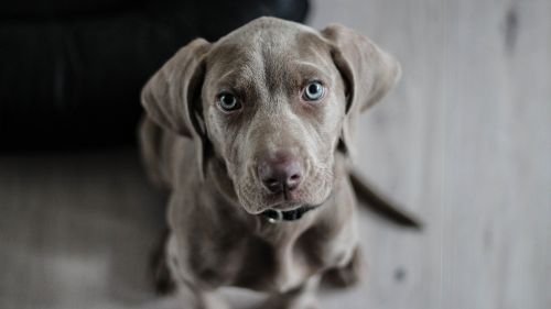 Weimaraner 1381186 1920