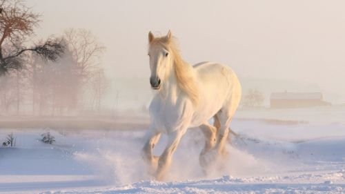 White Horse 3010129 1920